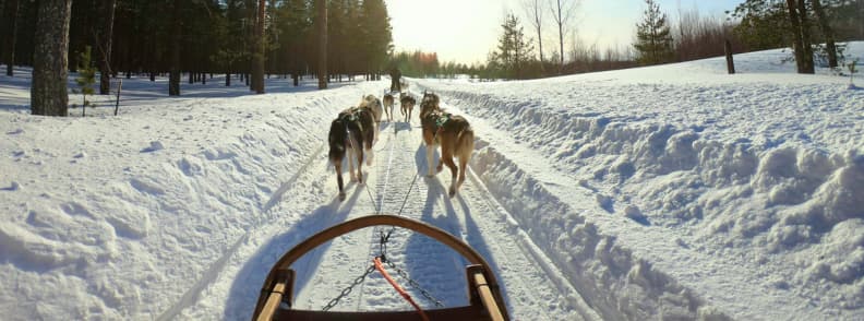 laponie finlande rovaniemi traineau a chiens husky