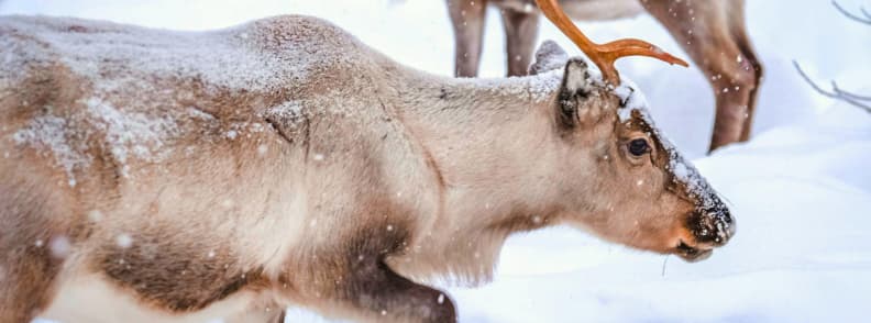 finlanda laponia cu copii ferma reni