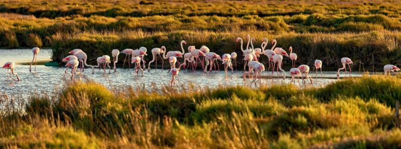 flamingo camargue lucruri de facut in Provence primavara